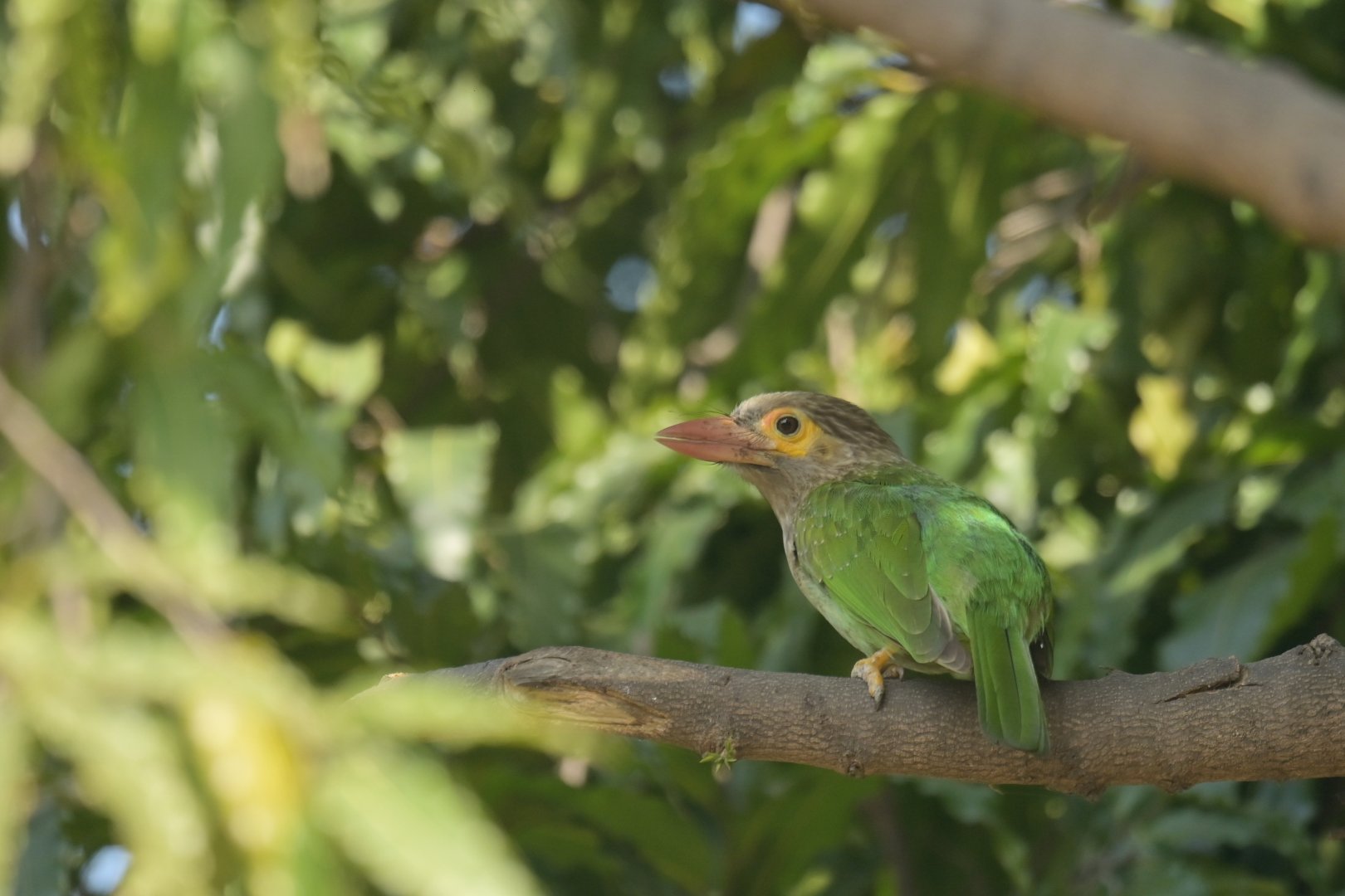 Brown-headed Barbet Psilopogon zeylanicus
