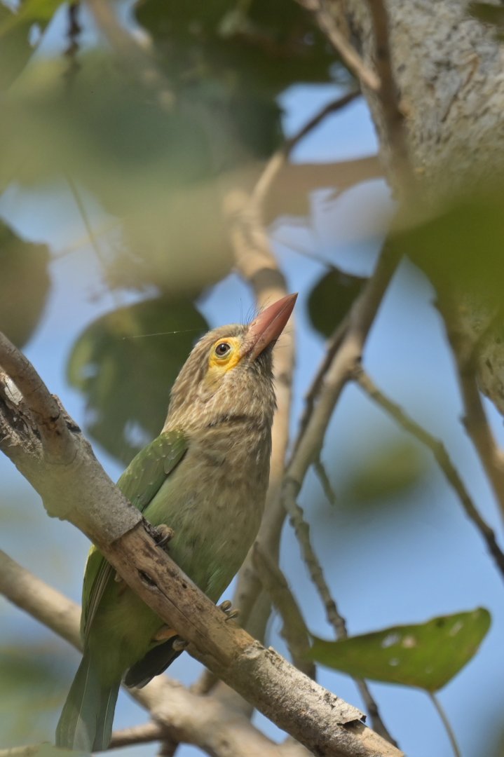 Brown-headed Barbet Psilopogon zeylanicus