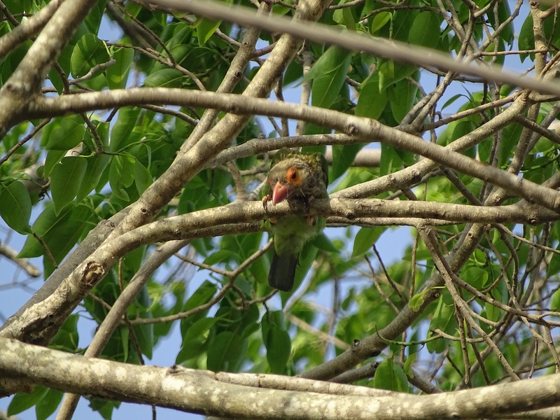 Brown-headed barbet
