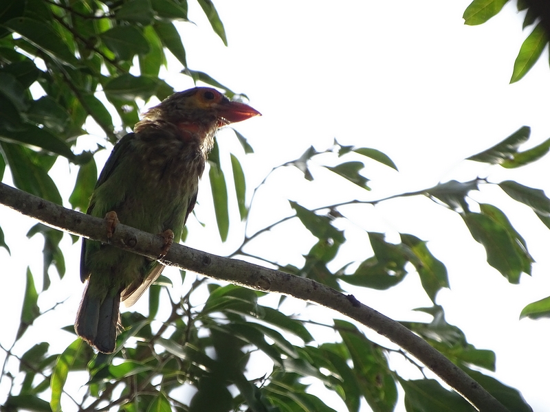 Brown-headed barbet