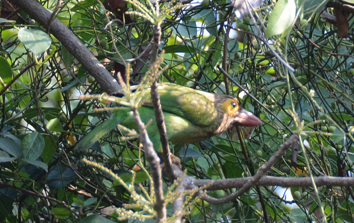 Brown-headed barbet