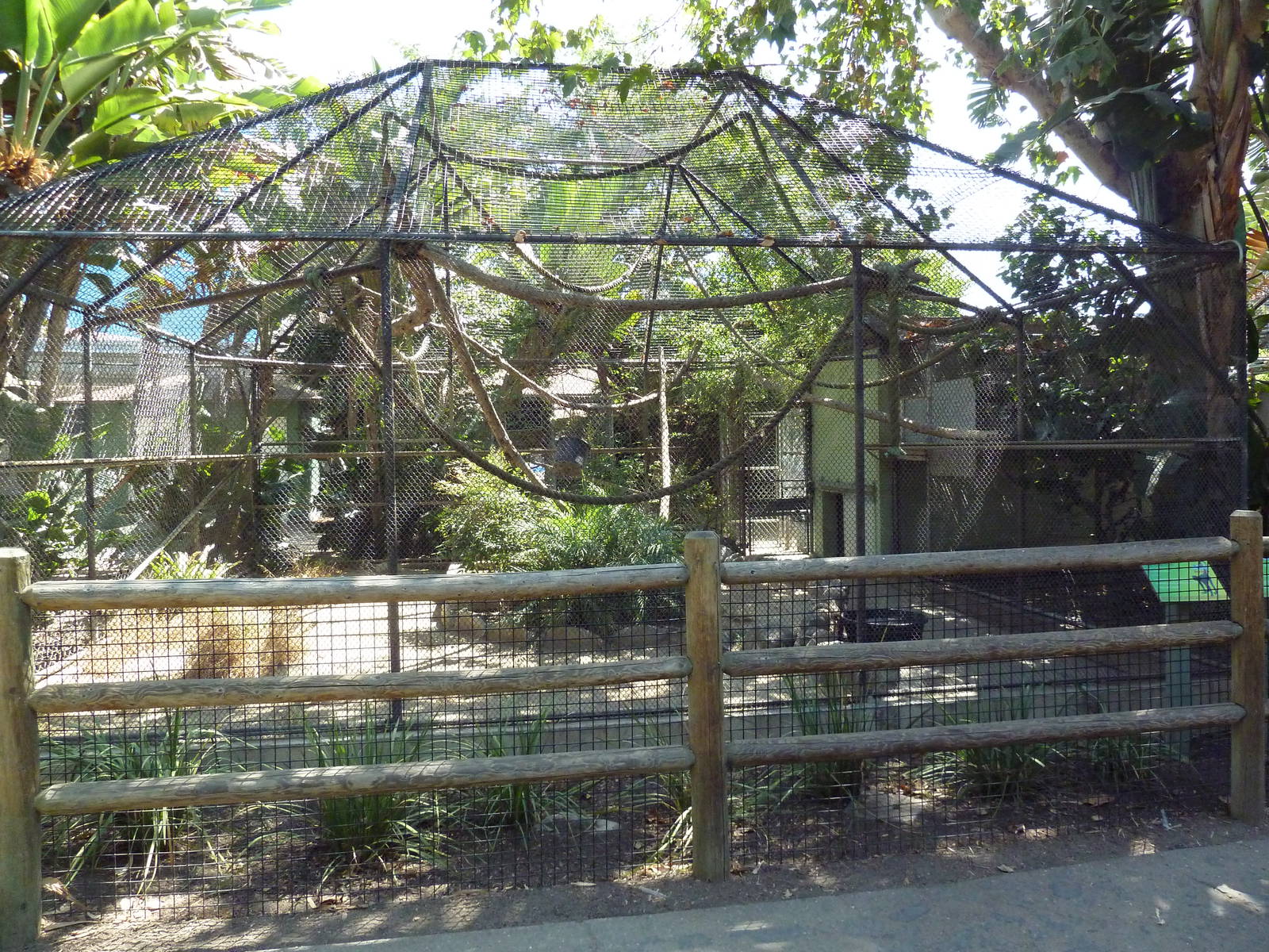 Brown-Headed/Black-Handed Spider Monkey Exhibit