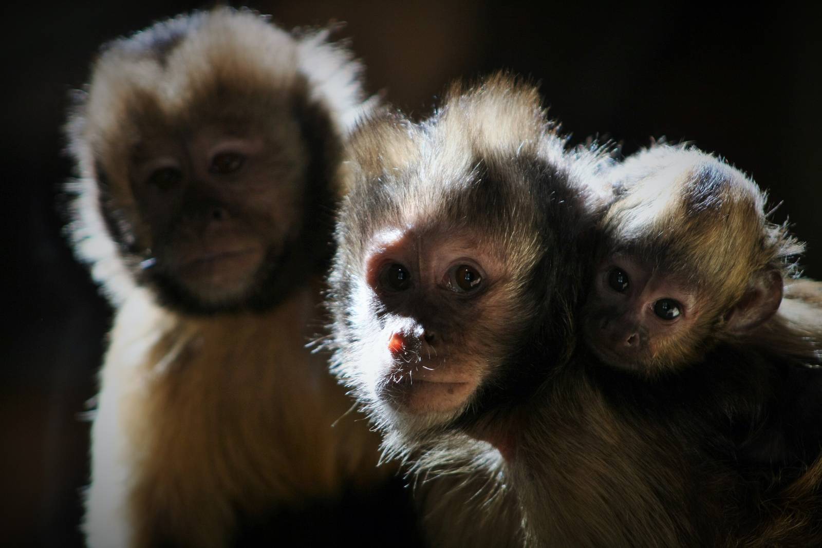 Brown Headed Capuchin Family