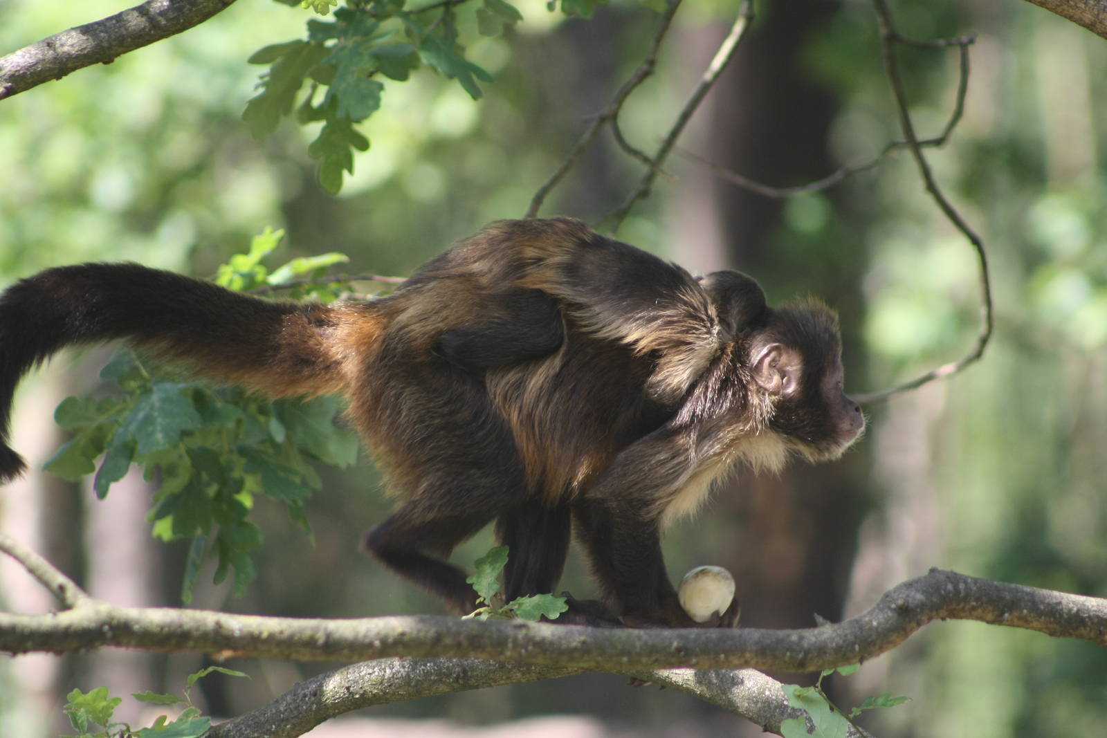Brown Headed Capuchin Mum & Baby