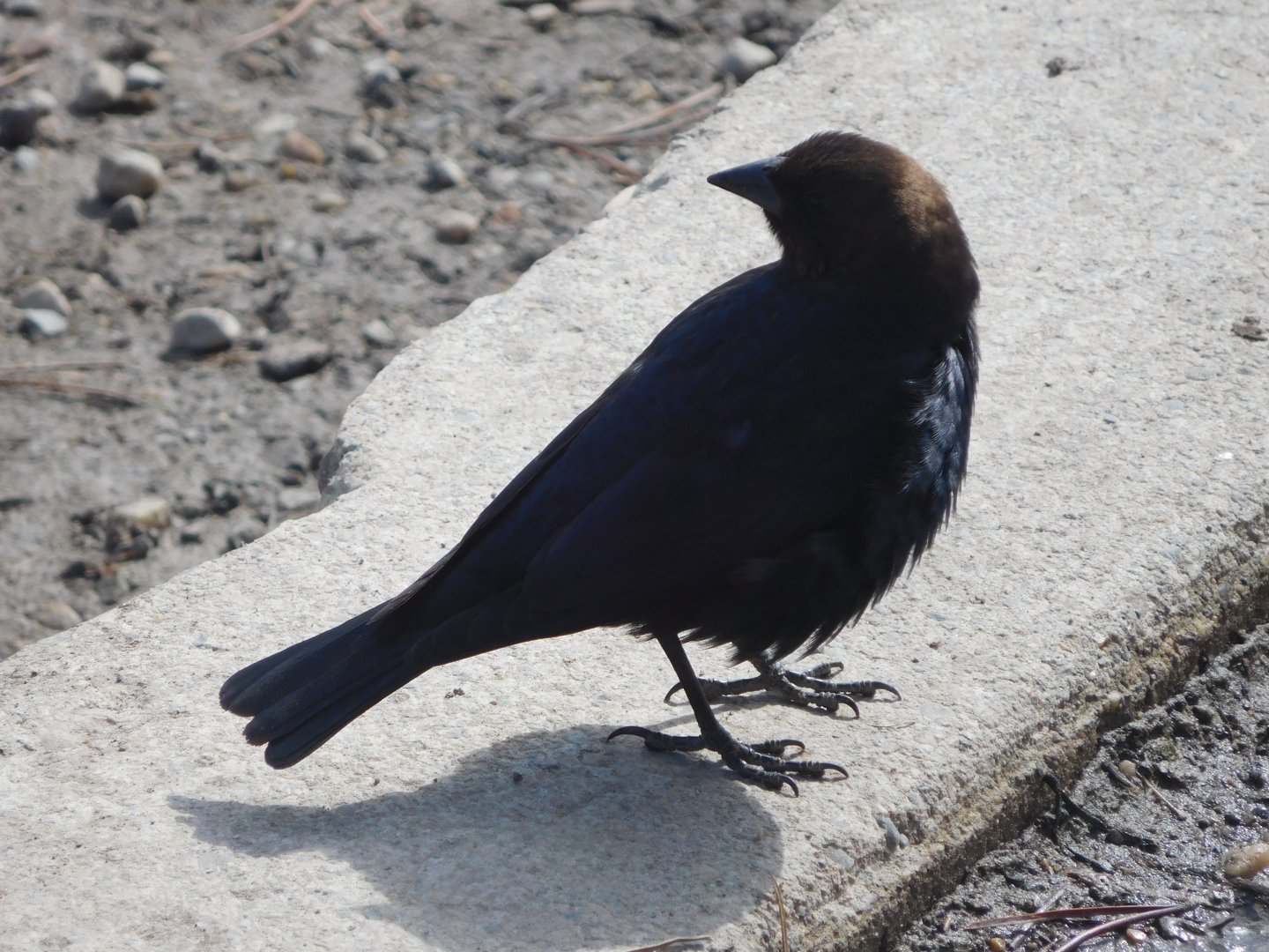 Brown-headed Cowbird