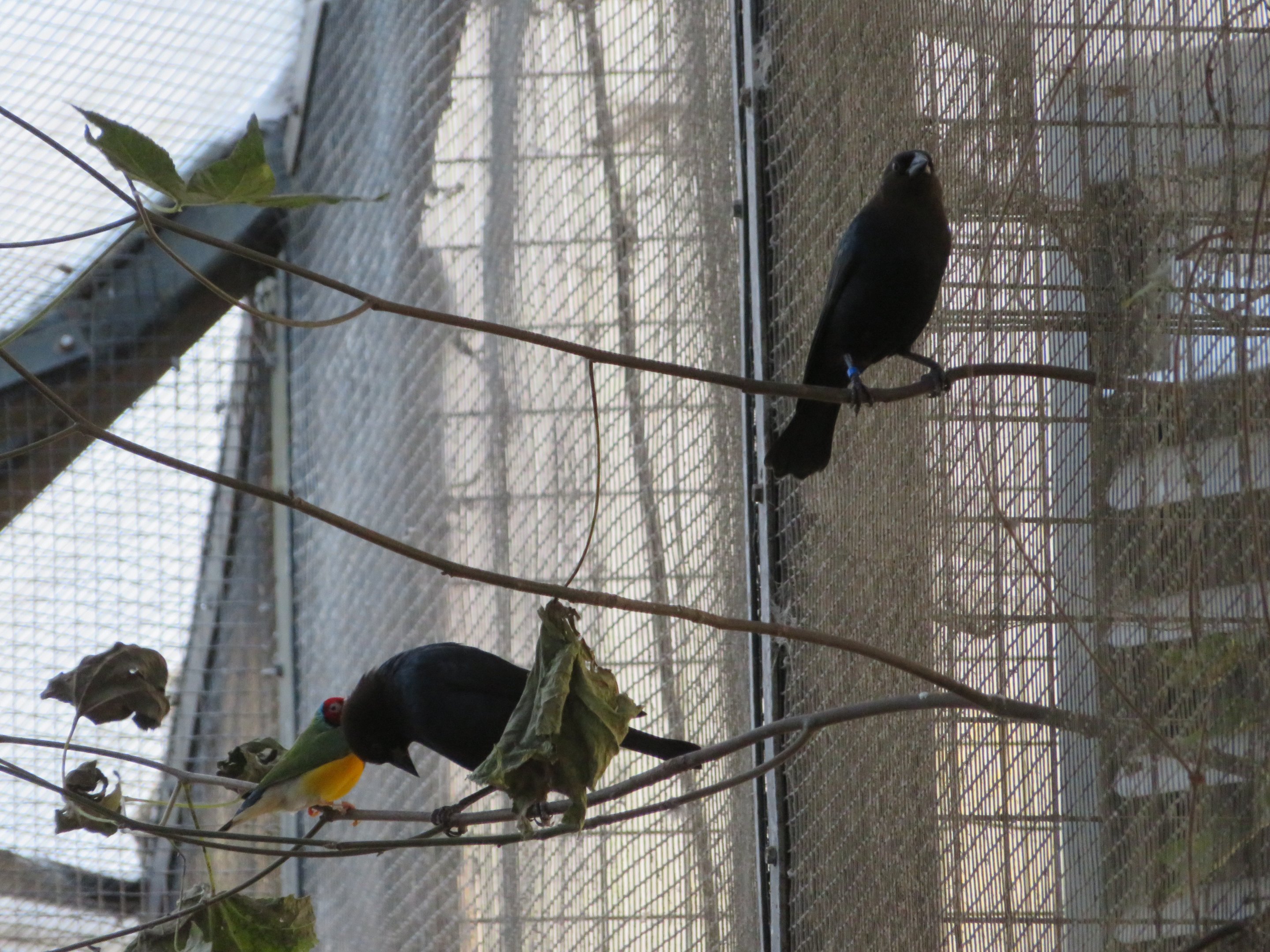 Brown-headed Cowbirds