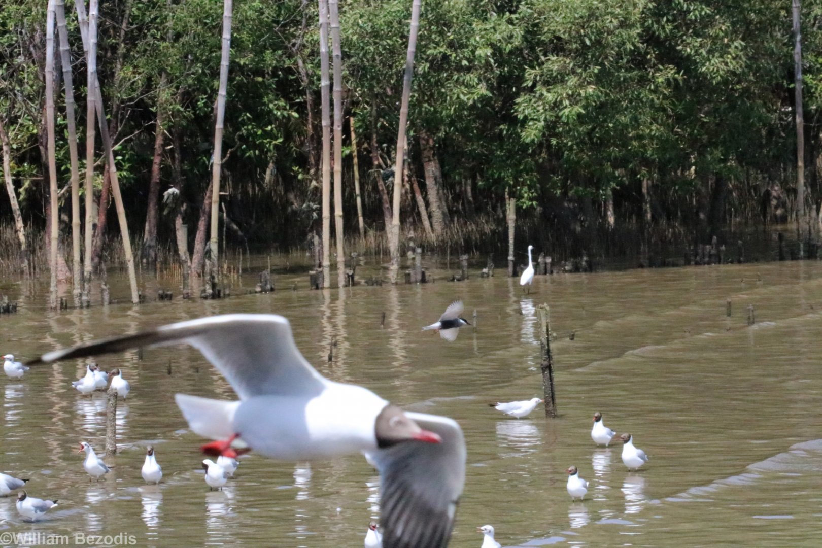 Brown-headed Gulls and Whiskered Tern - Bang Poo