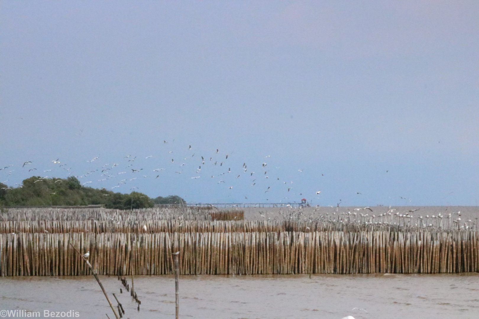 Brown-headed Gulls - Bang Poo