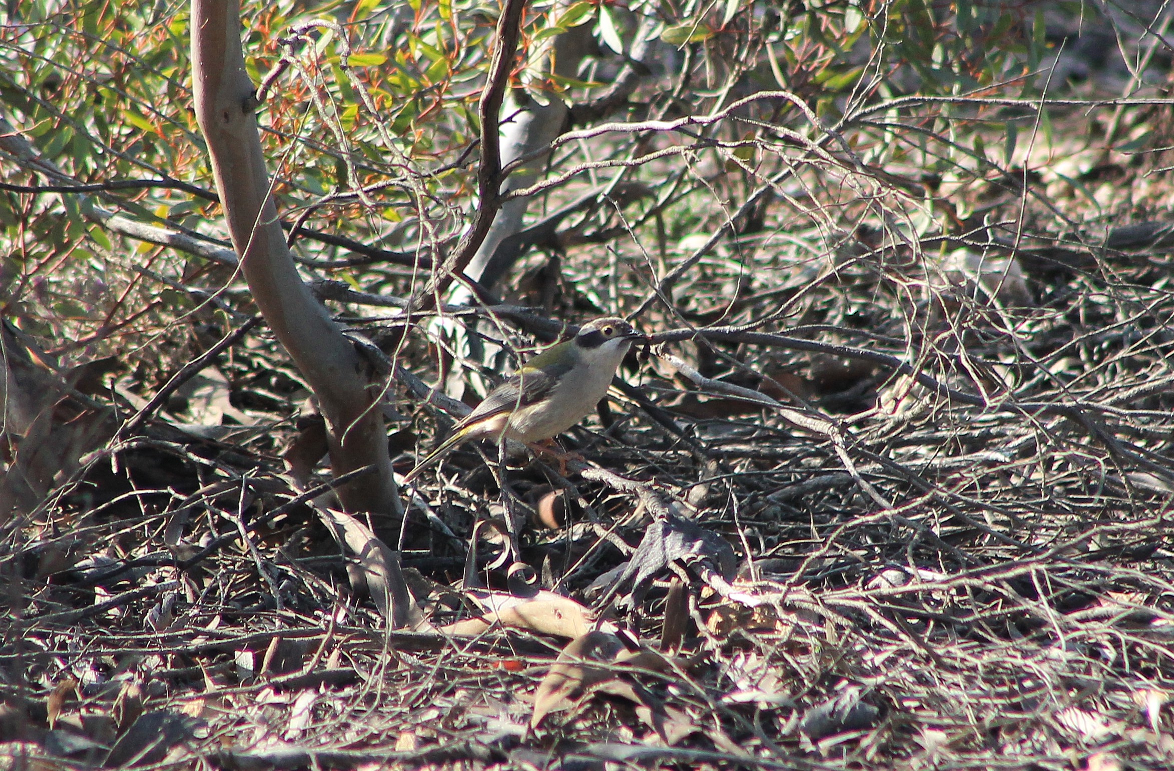 Brown-headed Honeyeater (Melithreptus brevirostris)