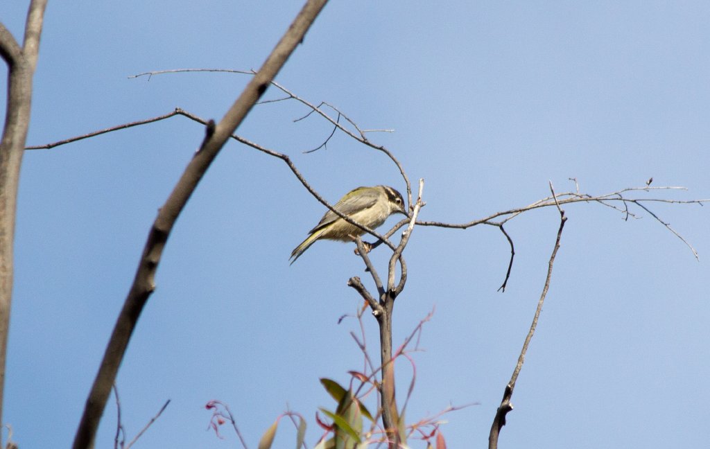 Brown-headed Honeyeater (Melithreptus brevisrostris)