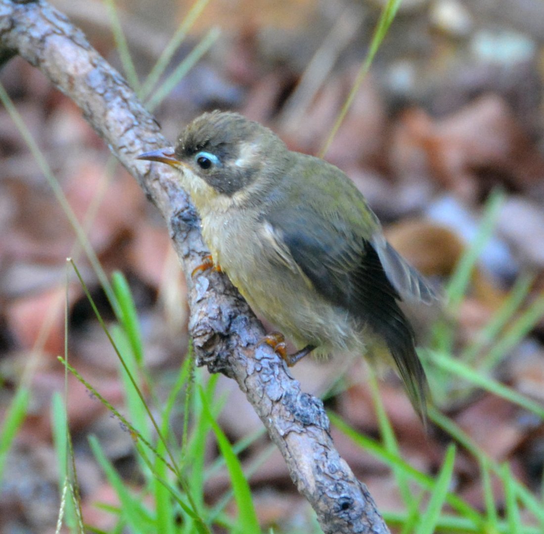 Brown-headed honeyeater