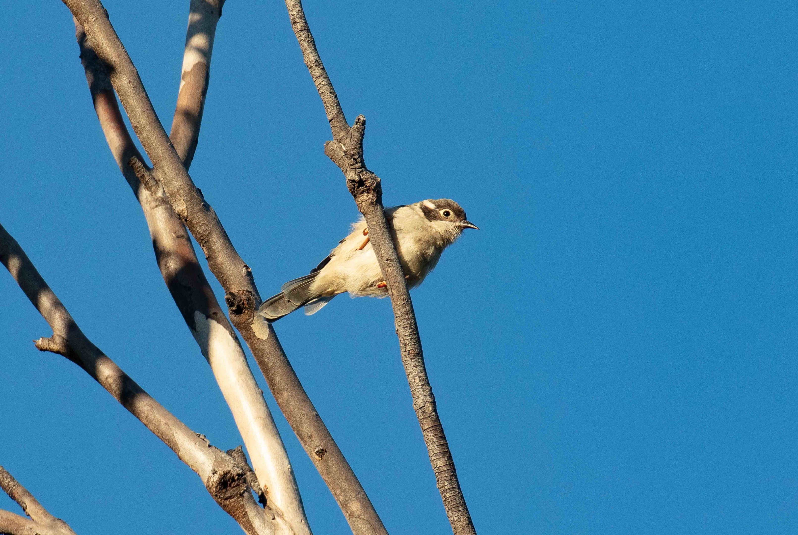 Brown-headed Honeyeater