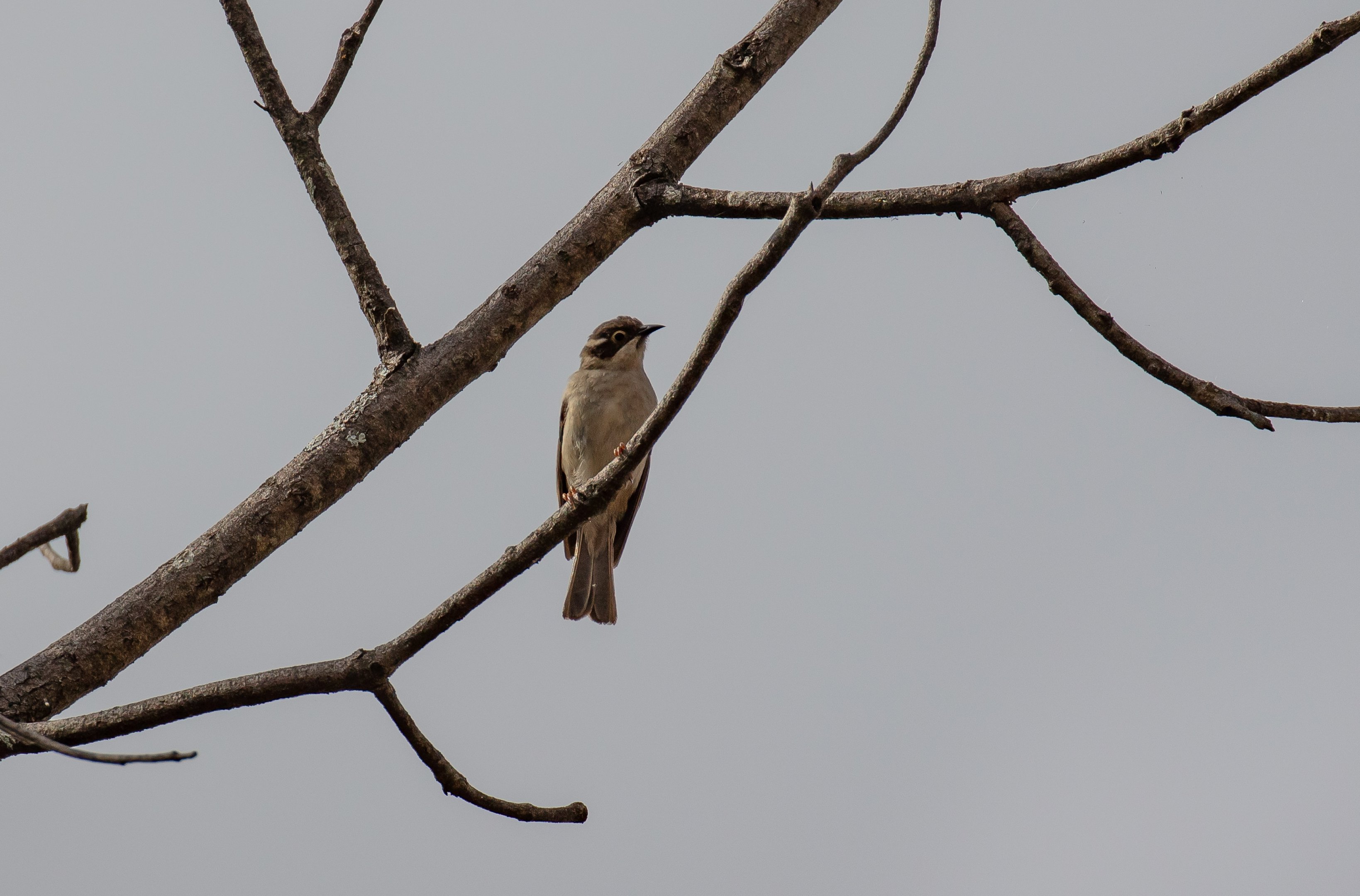 Brown-headed Honeyeater