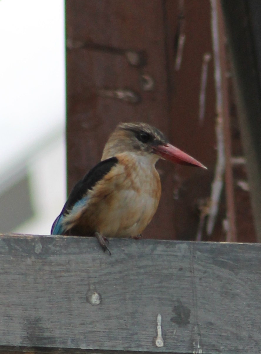 Brown-headed kingfisher