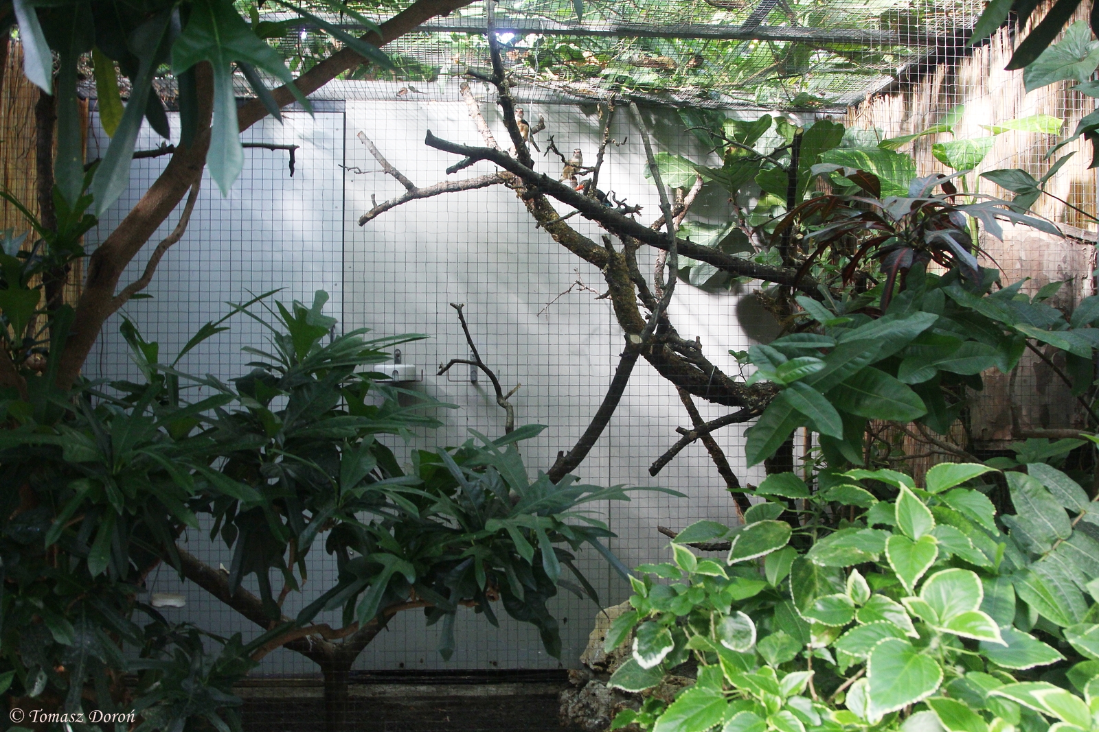 Brown-headed Kingfishers (Halcyon albiventris) aviary