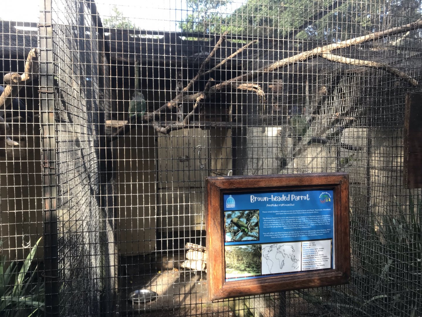 Brown-Headed Parrot Exhibit