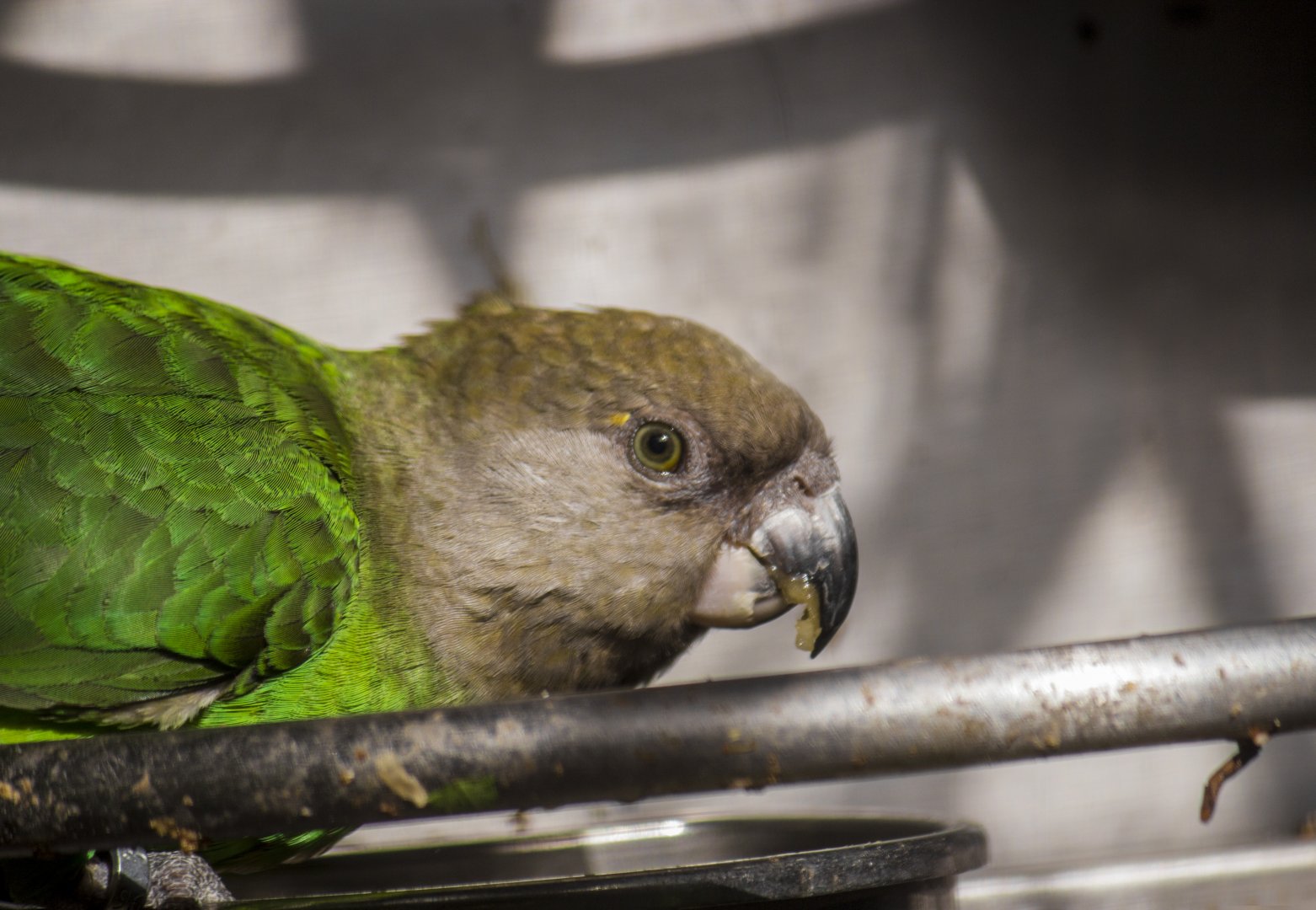 Brown-headed parrot, Poicephalus cryptoxanthus
