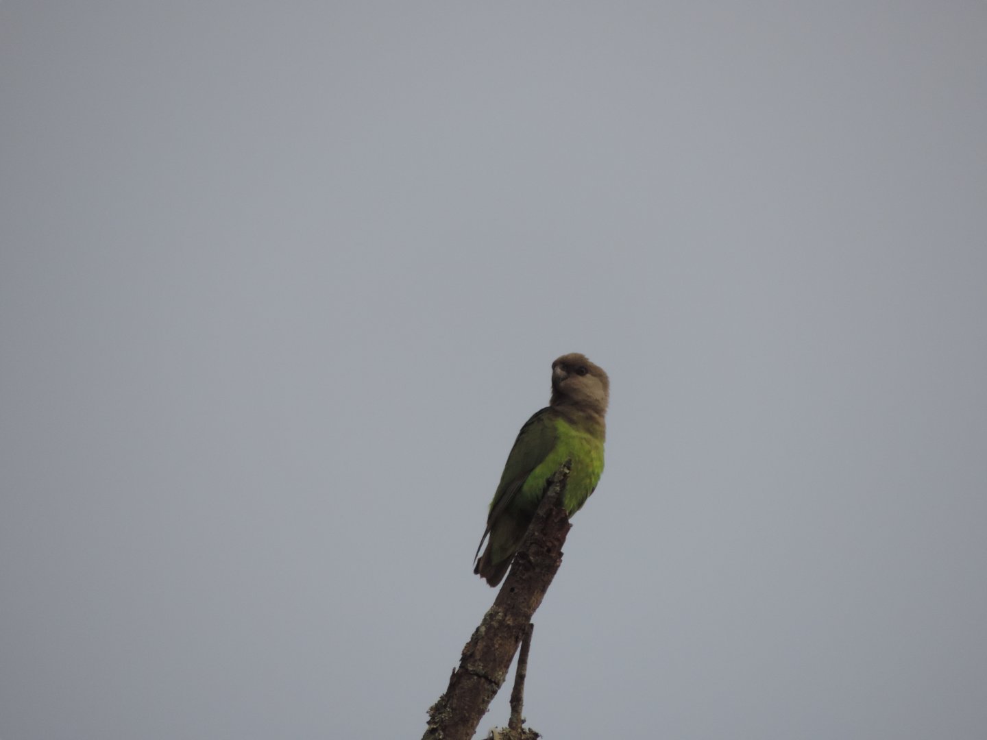 brown-headed parrot (Poicephalus cryptoxanthus)