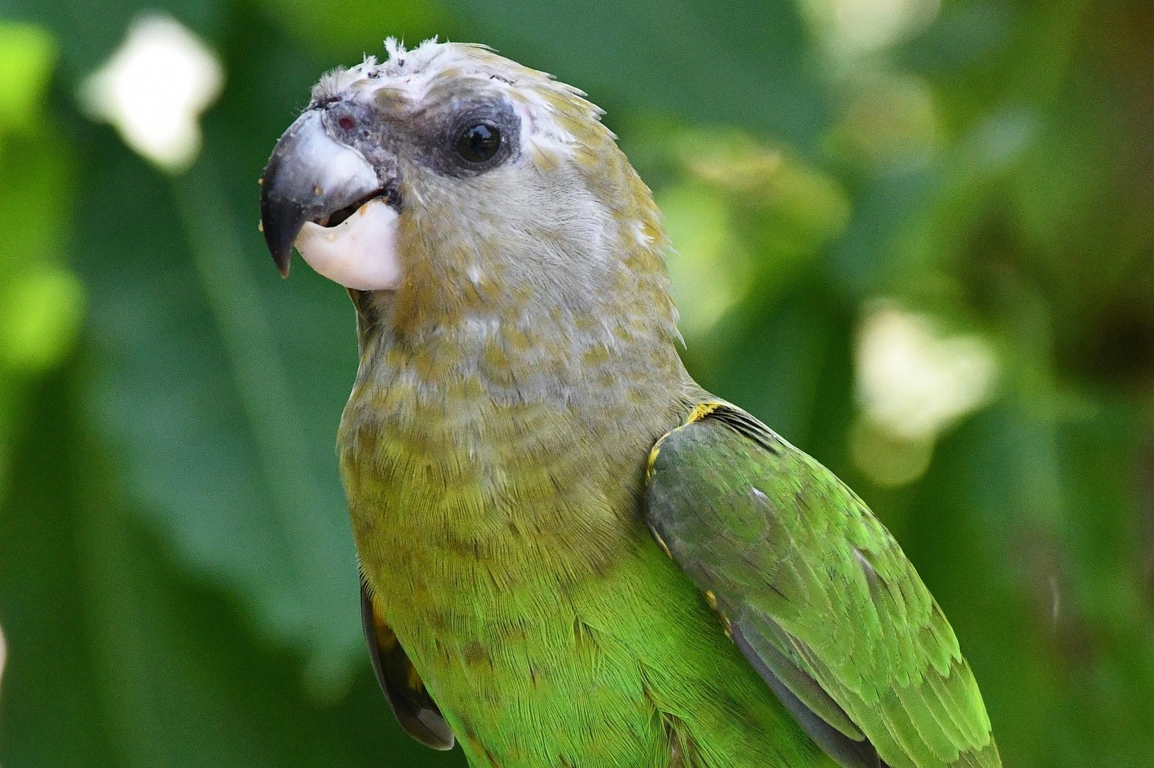 Brown-headed Parrot (Poicephalus cryptoxanthus)