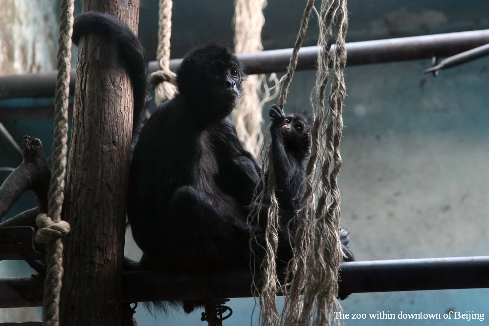Brown-headed spider monkey and her baby