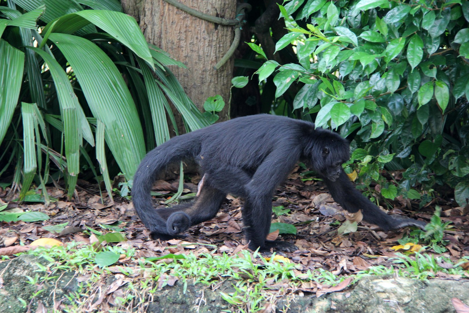 brown-headed spider monkey (Ateles fusciceps fusciceps)