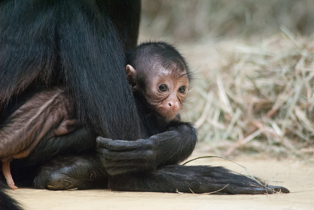 Brown-headed spider monkey (Ateles fusciceps rufiventris)
