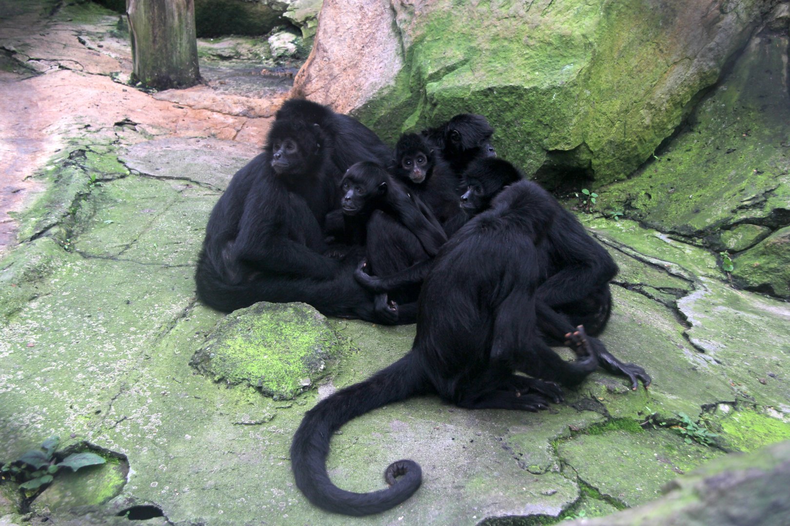 brown-headed spider monkey (Ateles fusciceps rufiventris)