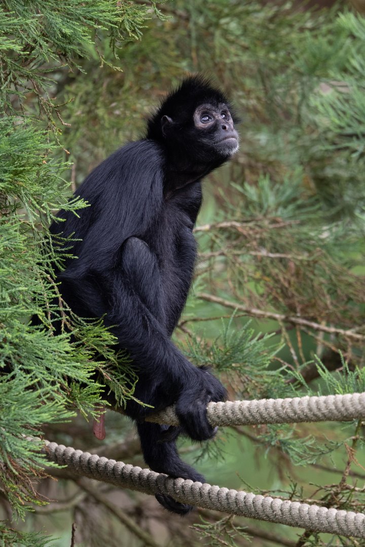 Brown-headed Spider Monkey (Ateles fusciceps)