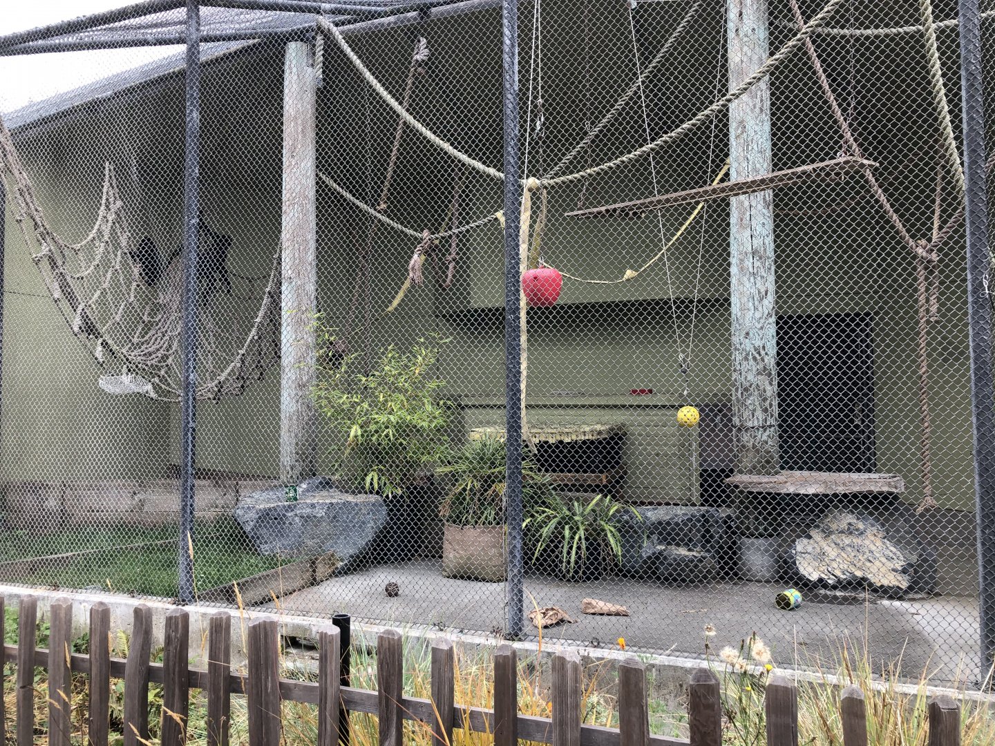 Brown-headed spider monkey exhibit (2 of 2)