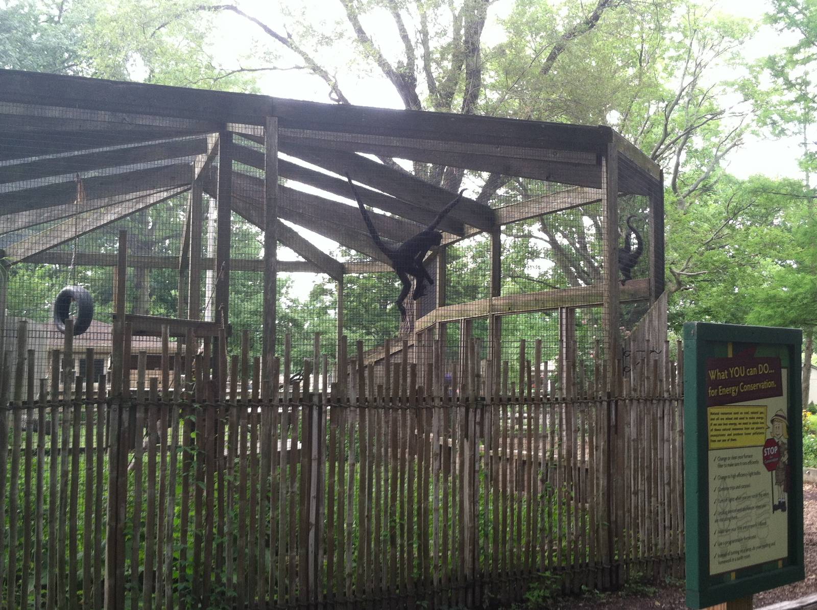 Brown-headed Spider Monkey Exhibit