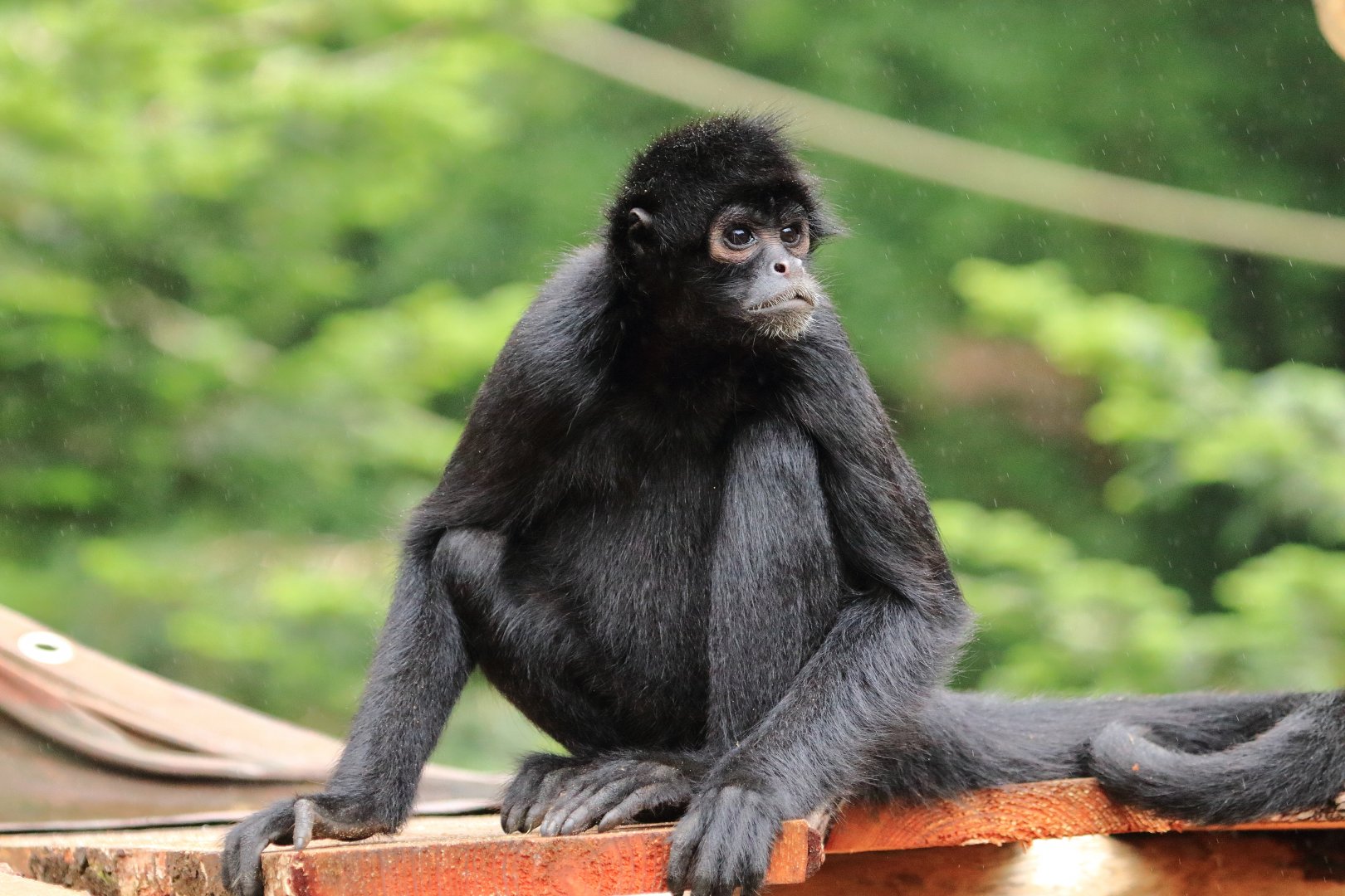 Brown-headed spider monkey (July 2020)