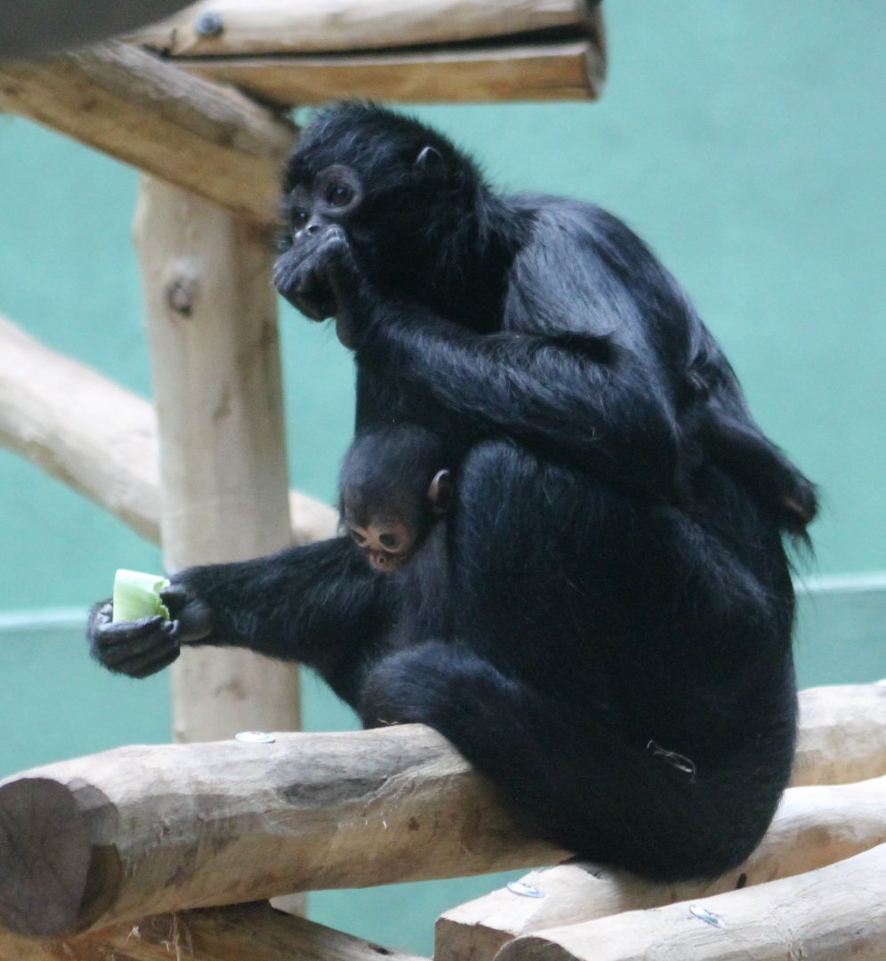 Brown-headed spider monkey with young
