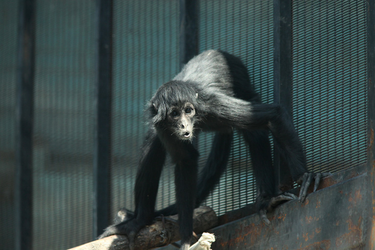 brown-headed spider monkey