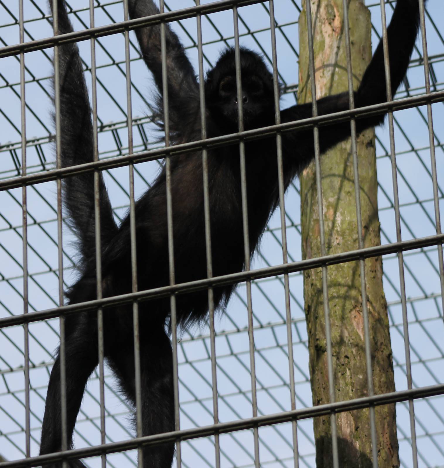 Brown-headed spider monkey