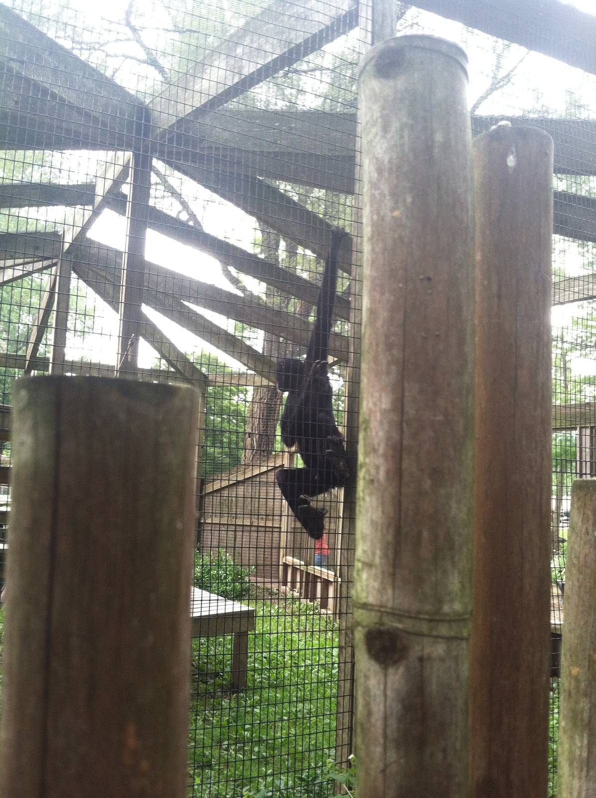 Brown-headed Spider Monkey