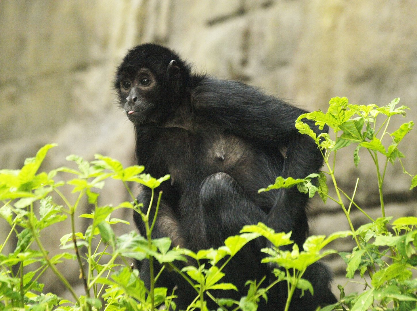 Brown-headed spider monkey