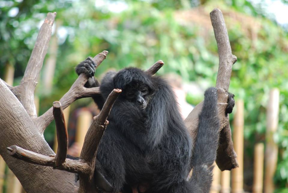 Brown-Headed Spider Monkey