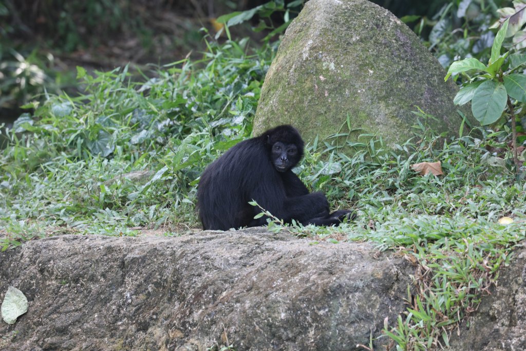 Brown-headed Spider Monkey