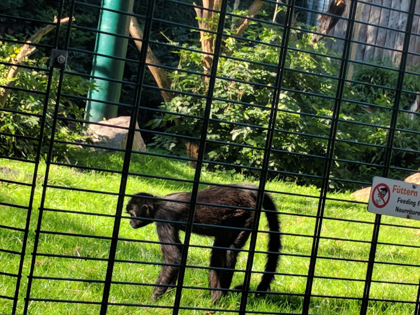 Brown headed Spider Monkey