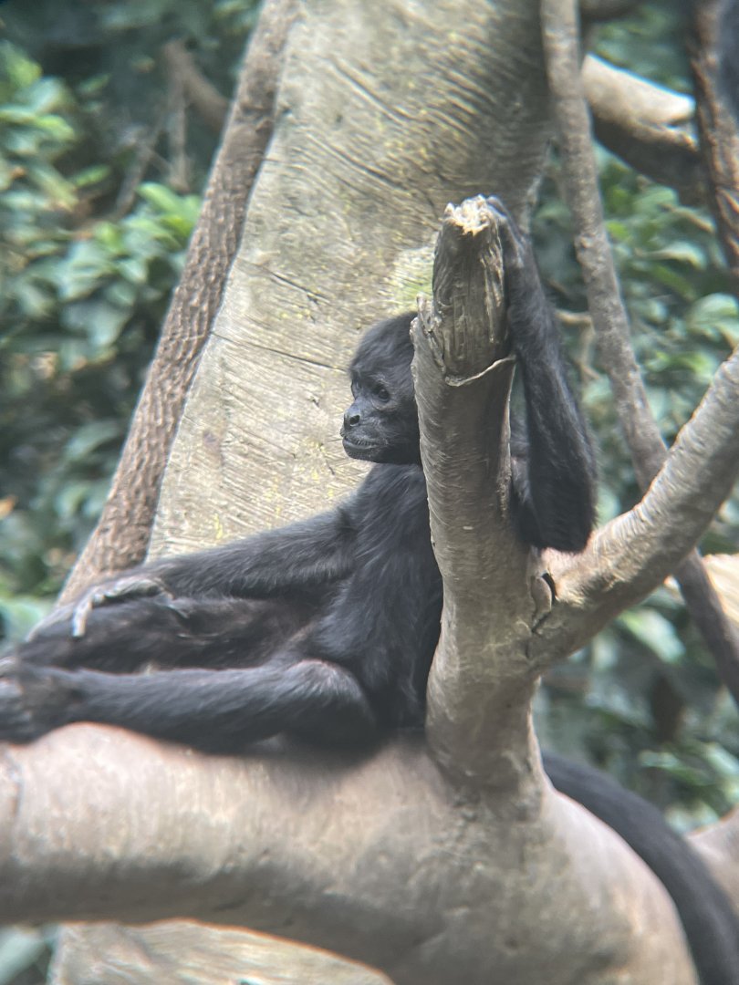 Brown-headed Spider Monkey
