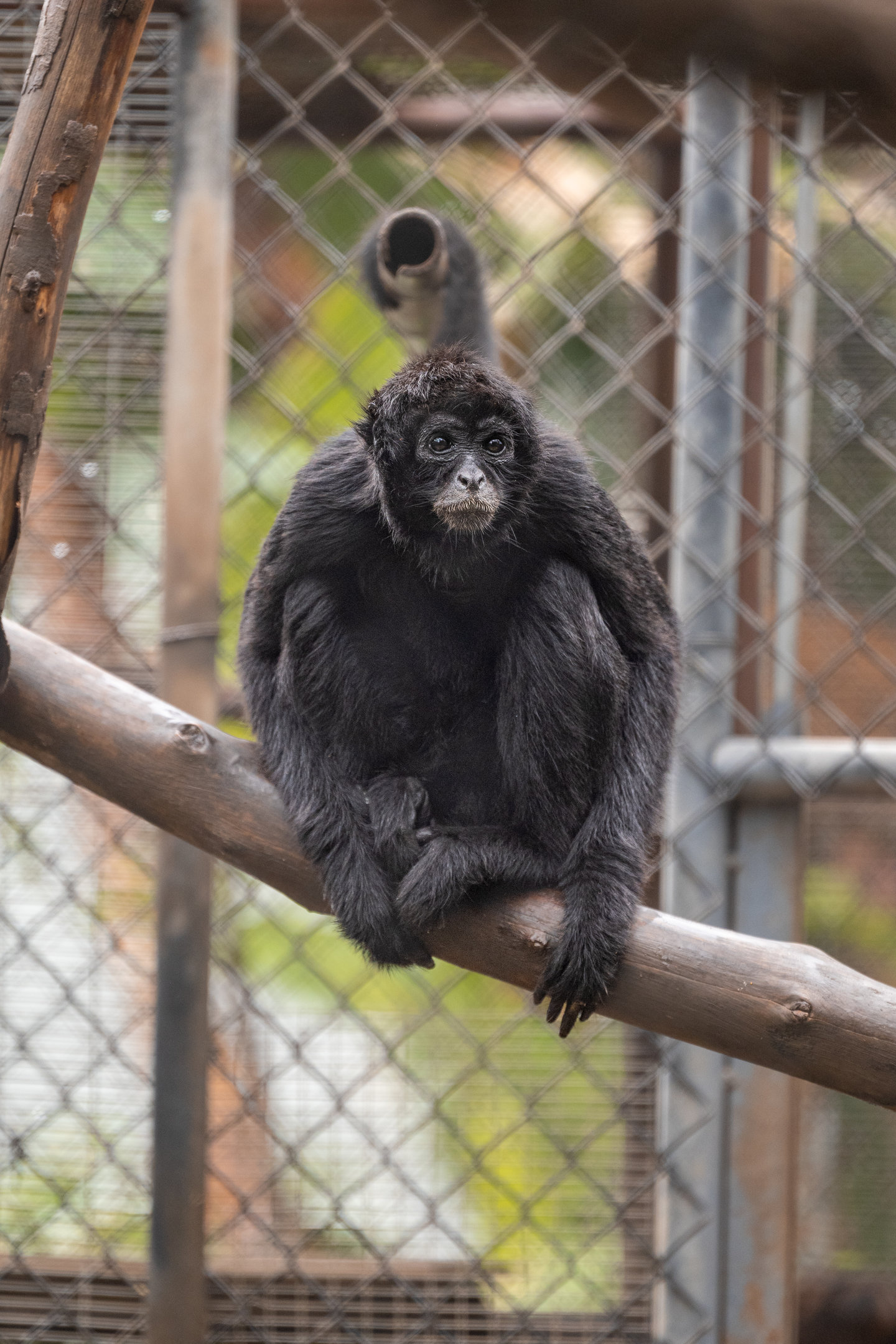 Brown Headed Spider Monkey