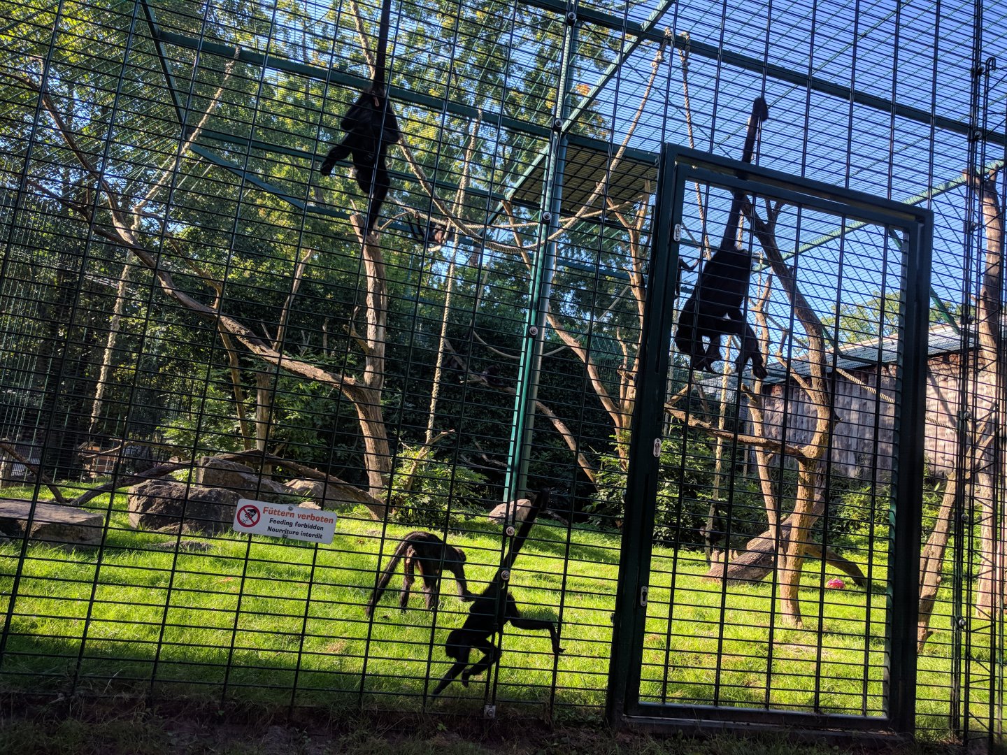 Brown headed Spider Monkeys in their Enclosure