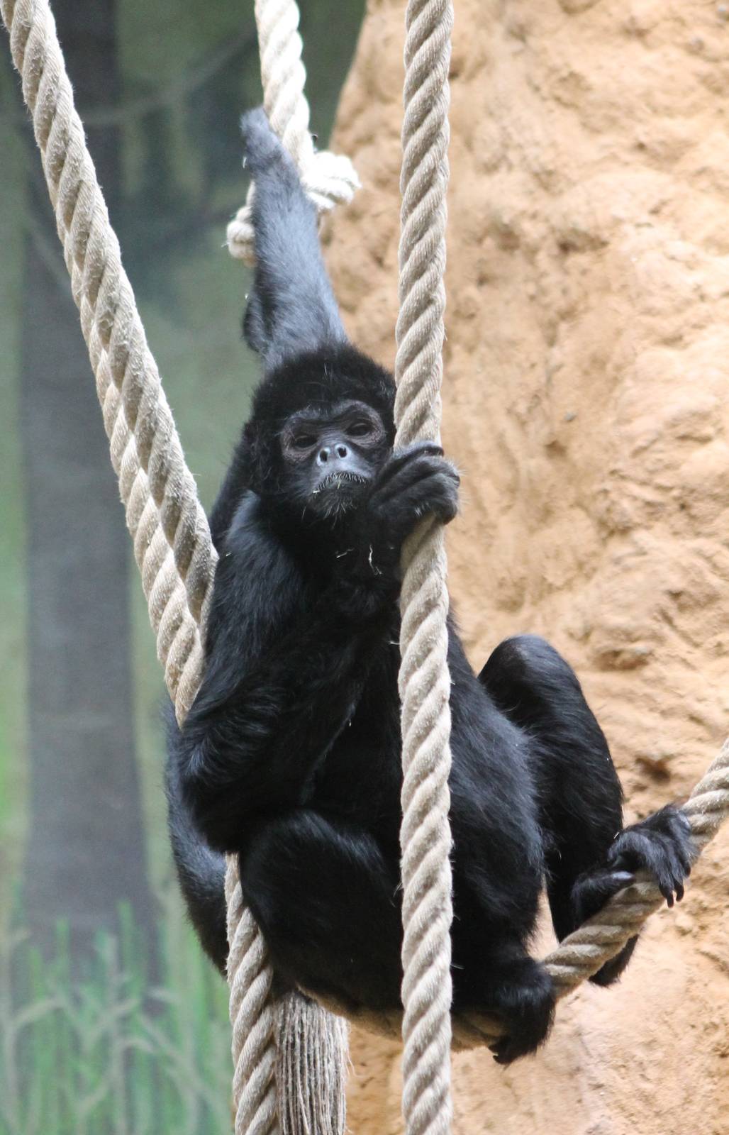 Brown-headed spidermonkey