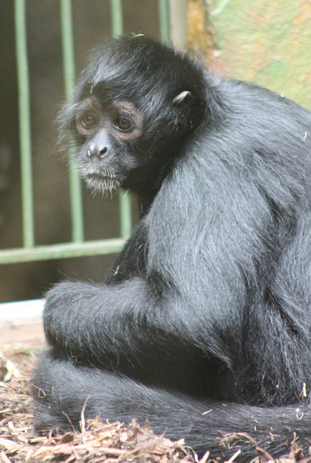 Brown-headed spidermonkey