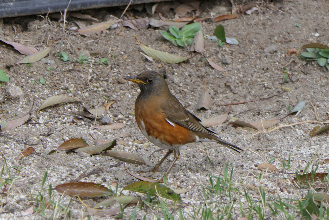 Brown-headed Thrush (Turdus chrysolaos chrysolaos)