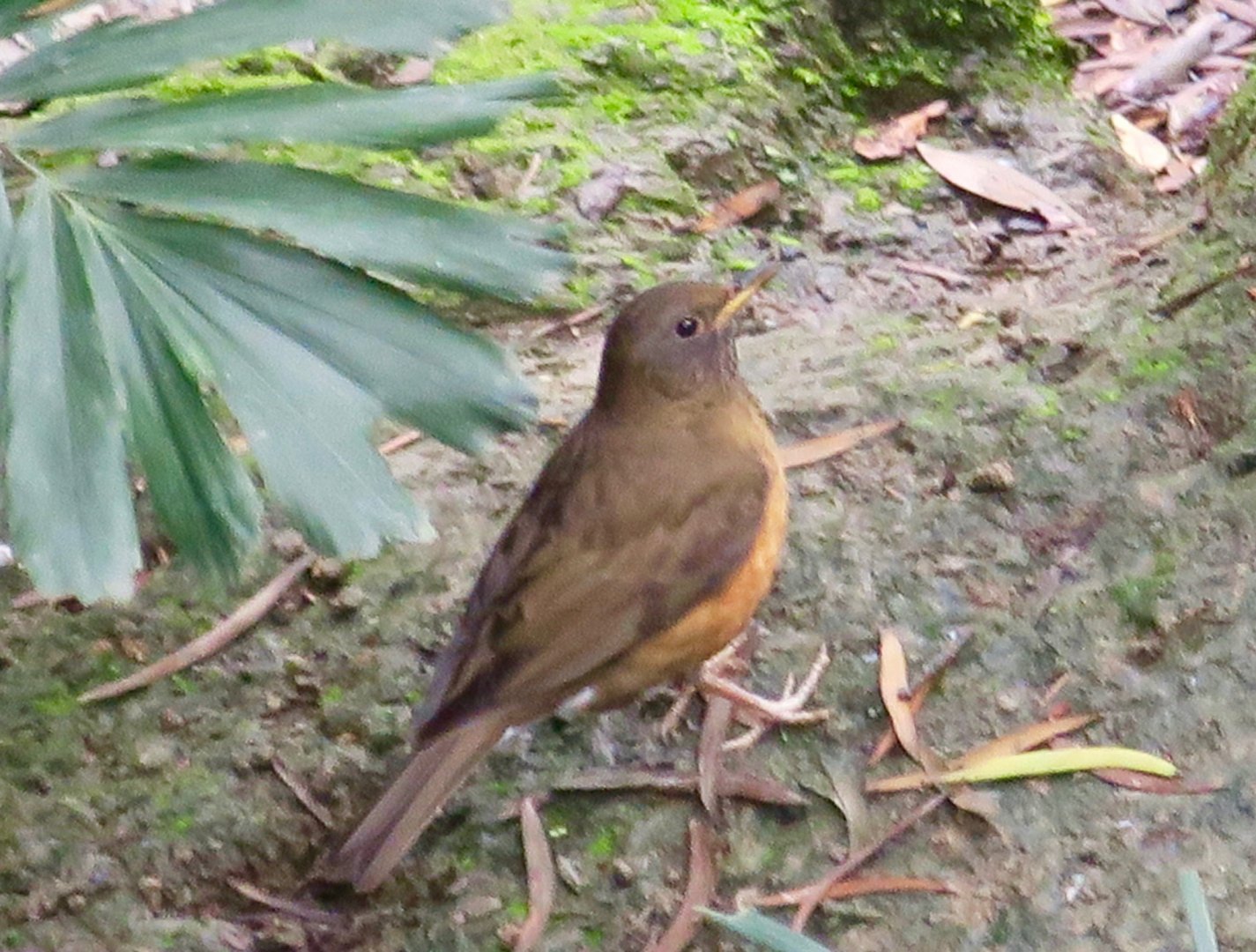 Brown-Headed Thrush (Turdus chrysolaus) - Green World Farm