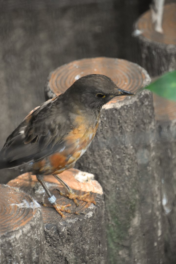 Brown headed thrush (Turdus chrysolaus)