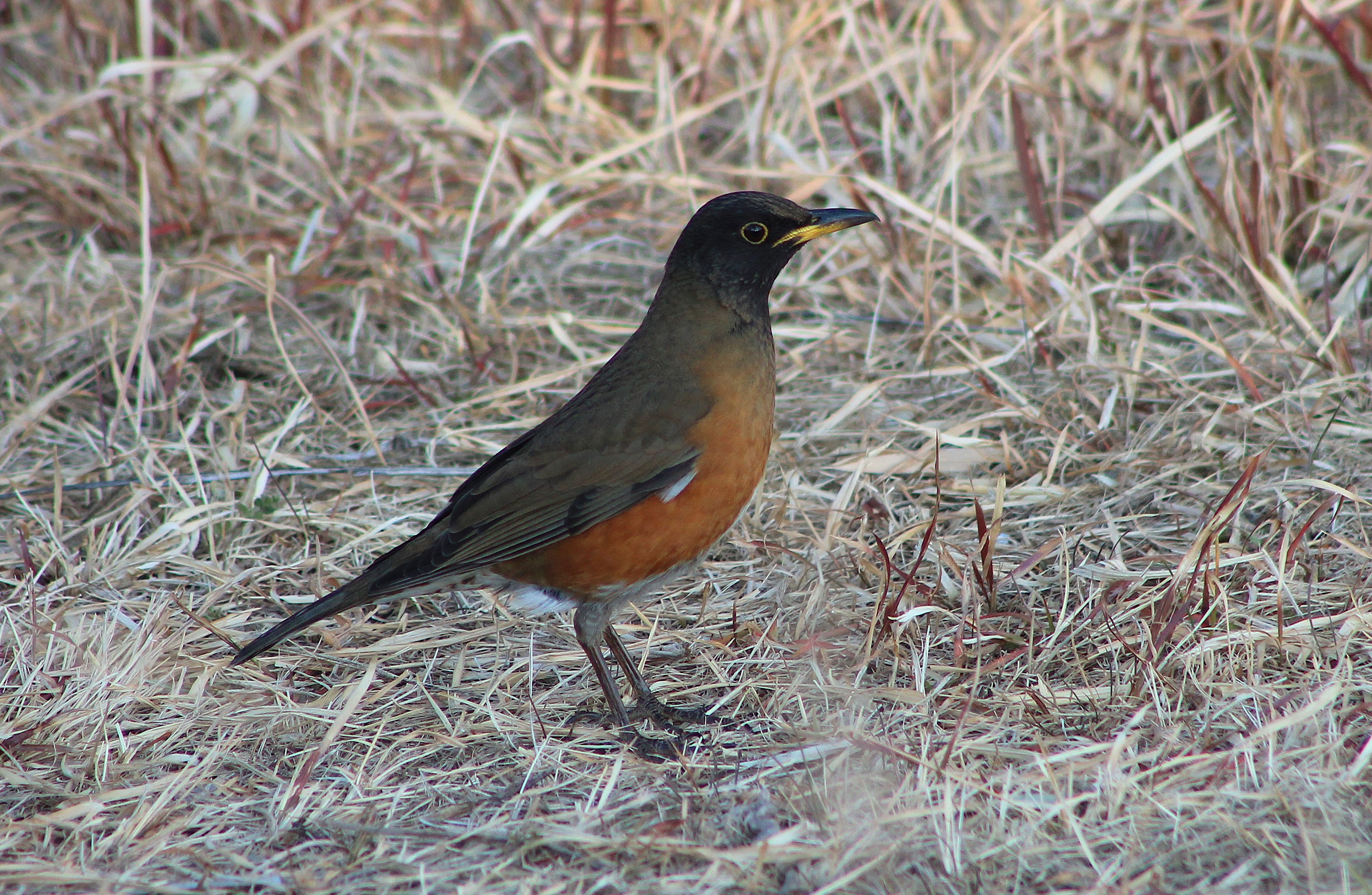 Brown-headed Thrush (Turdus chrysolaus)