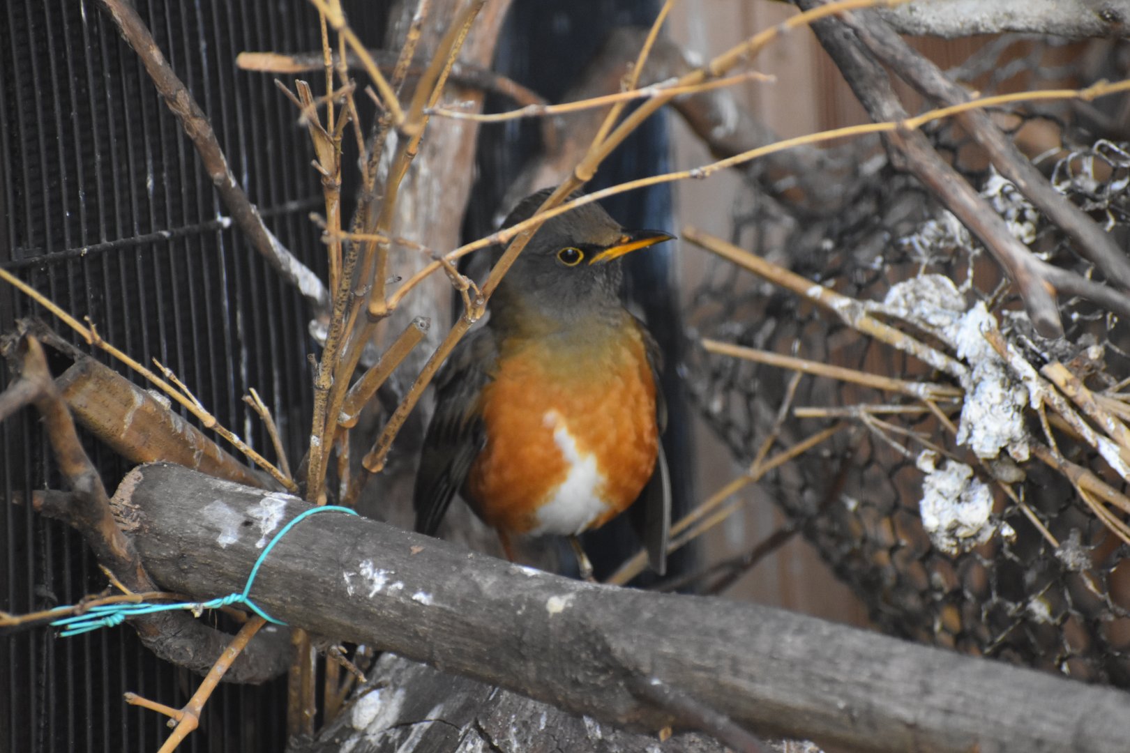 Brown Headed Thrush