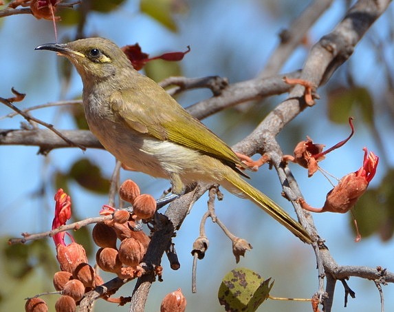 Brown honeyeater 2